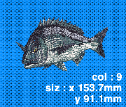 002 黒鯛(捕食)