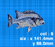 011 イシガキ鯛(成魚−横)