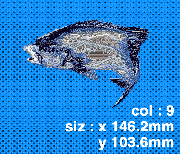 012 イシガキ鯛(成魚−跳)