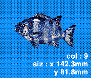 013 イシ鯛(幼魚−横)