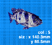 015 イシ鯛(成魚−斜)